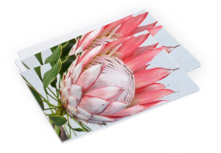 A protea image in a corflute sign