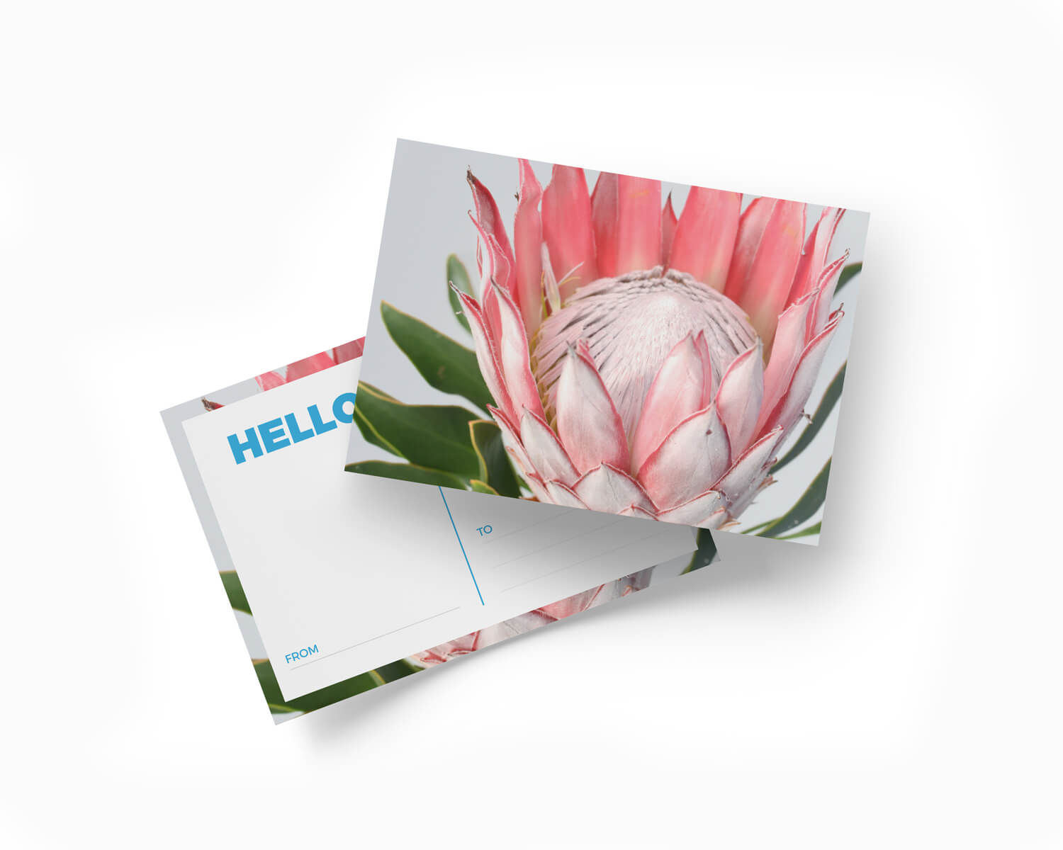 Printed postcard with a protea
