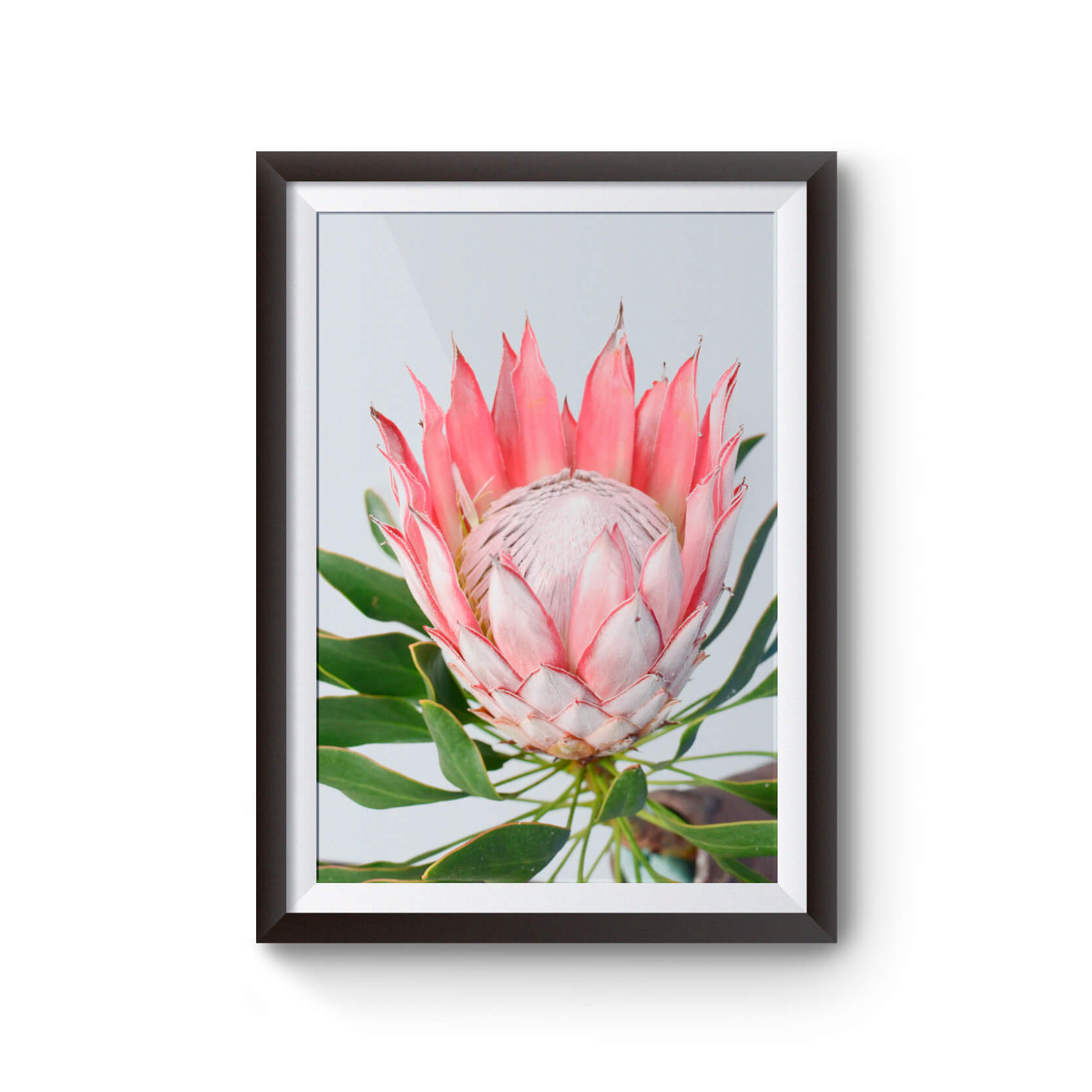 A framed printed poster of a protea